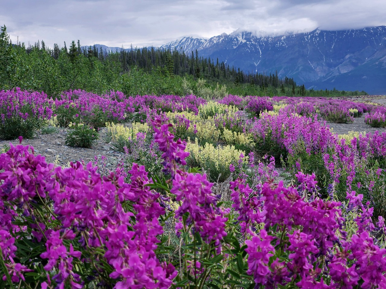 flower-field