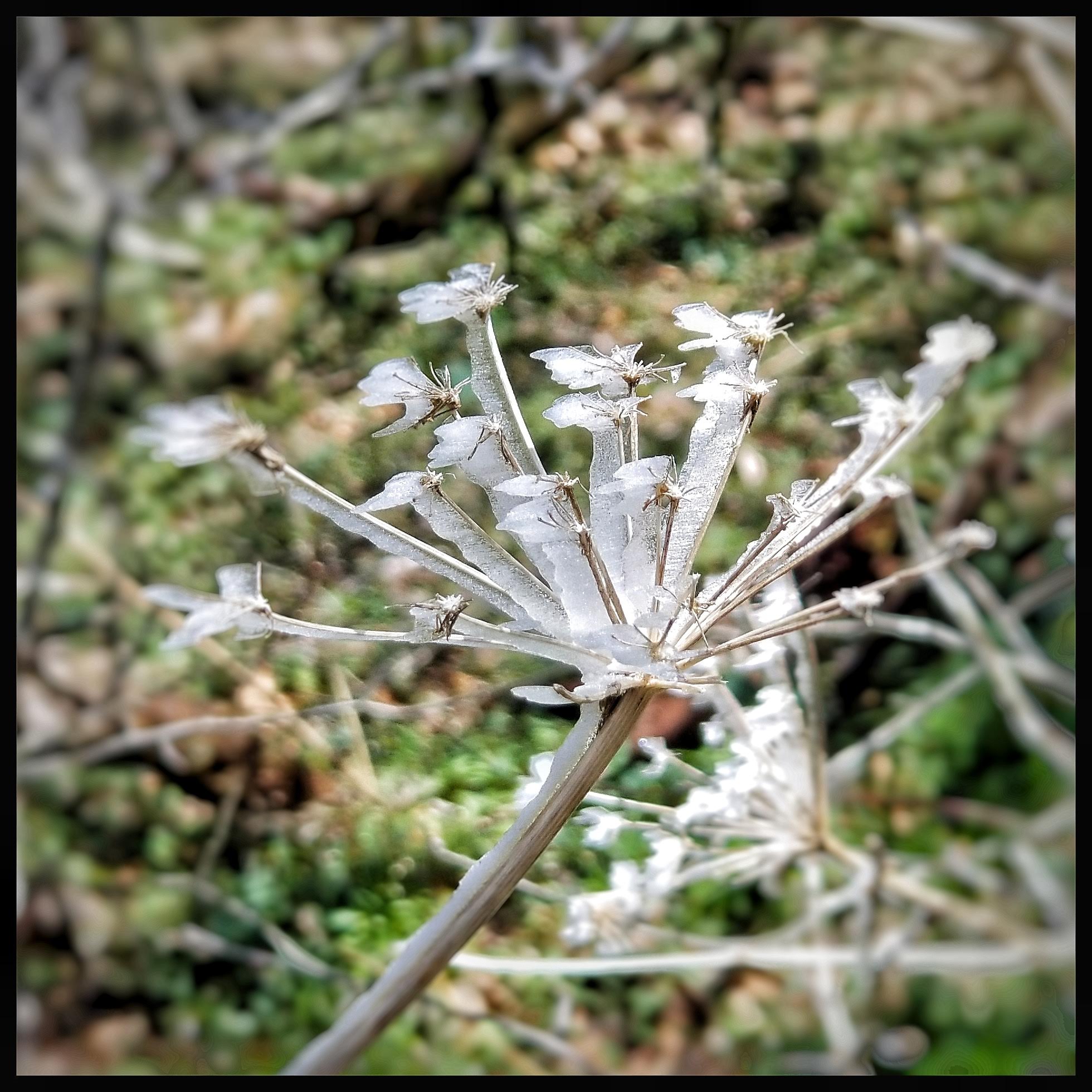 Ice Crystals