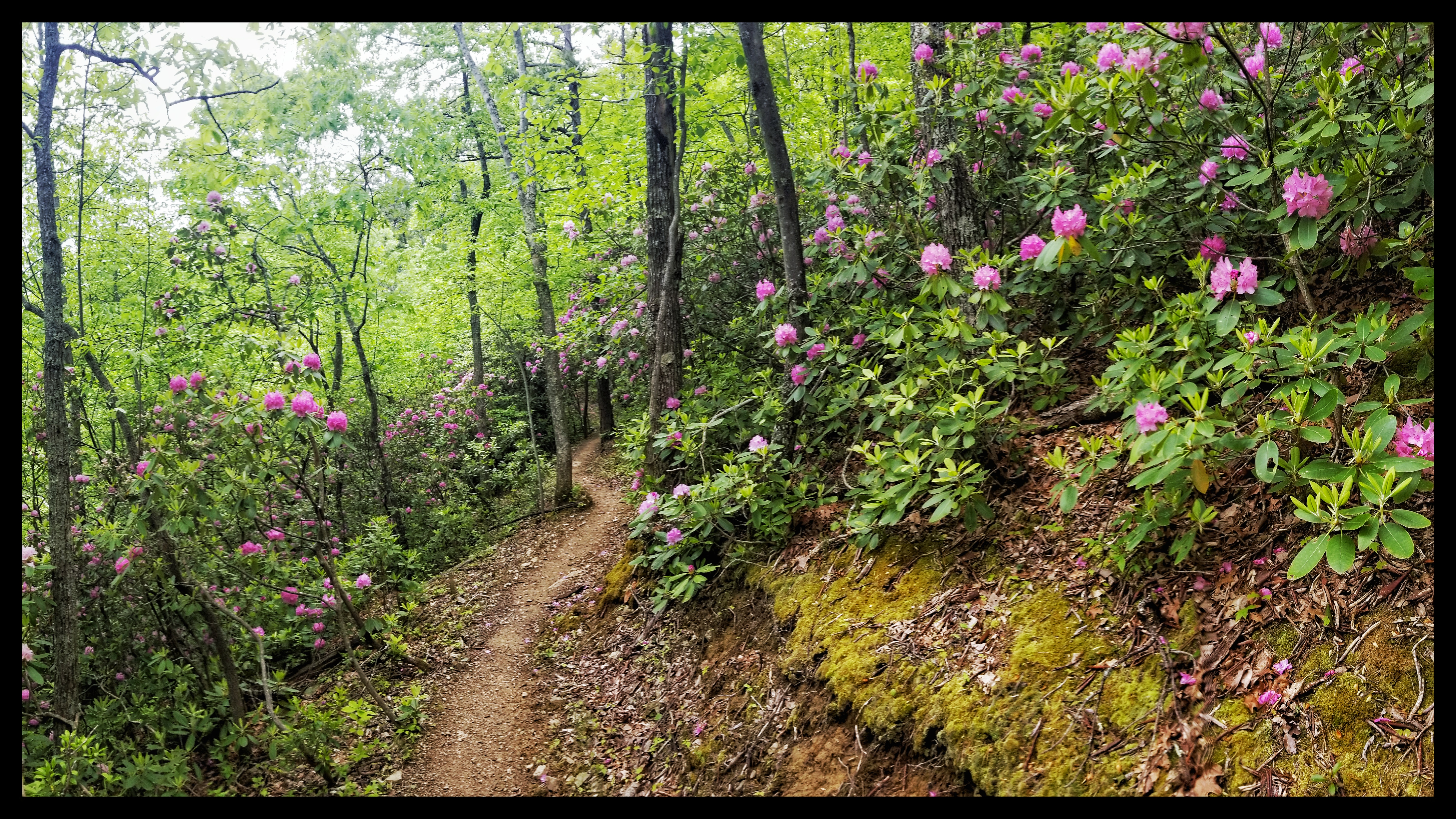 rhododendron