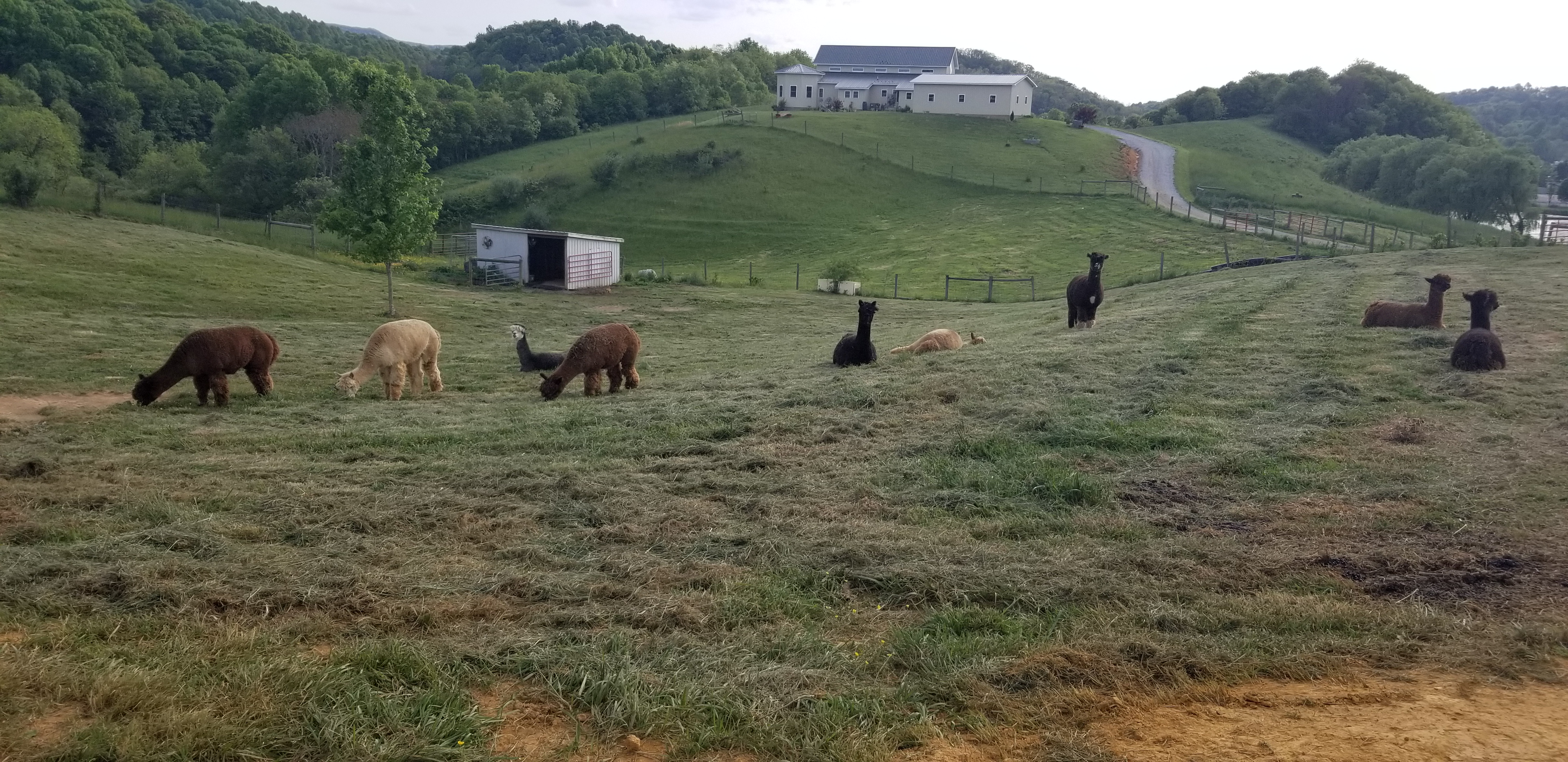 alpaca